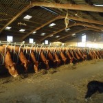 vaches en stabulation